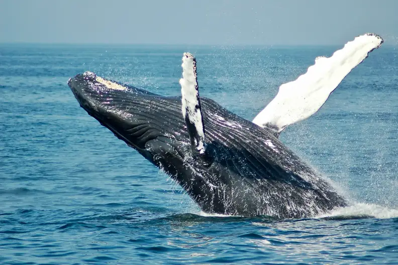 A whale swimming in the ocean